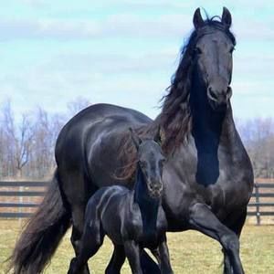 Meet your Posher, Sami